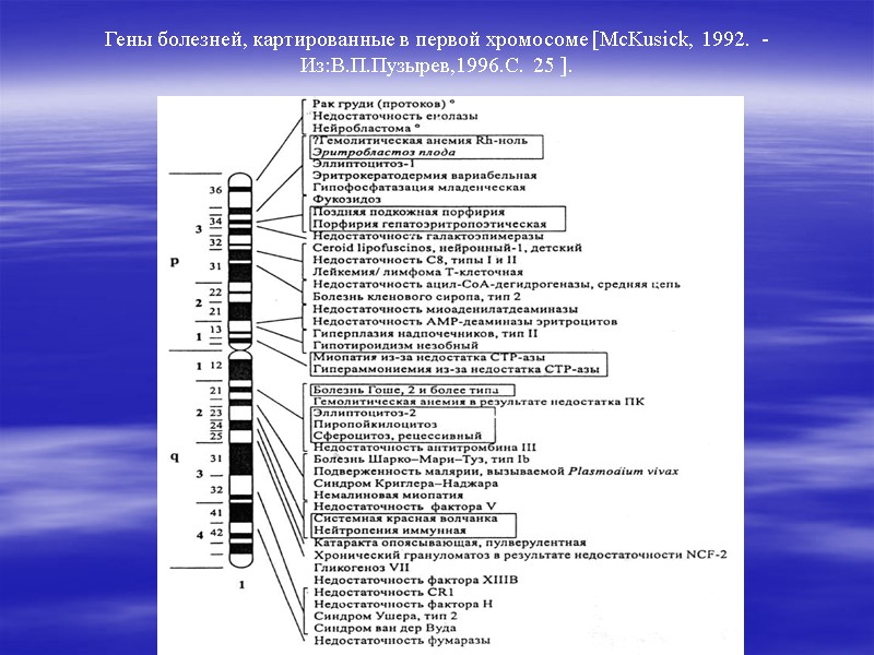 Гены болезней, картированные в первой хромосоме [McKusick, 1992.  - Из:В.П.Пузырев,1996.С. 25 ].